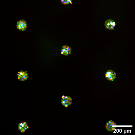 S_83XXX_Slide_microPattern_cells07.jpg