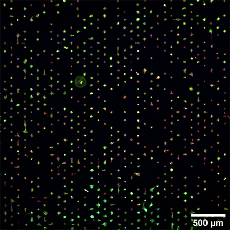 S_83XXX_Slide_microPattern_cells02.jpg